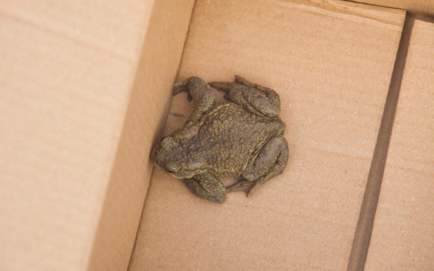 What You Really Need to Know Before Getting an Exotic Pet