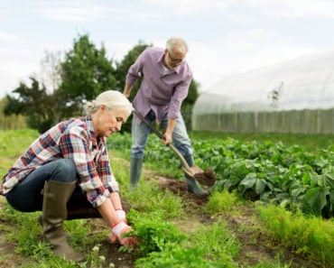 Couple gardening
