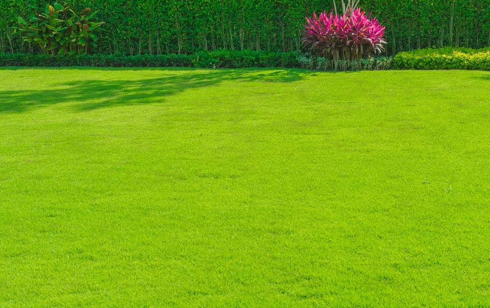 A wide expanse of well-trimmed green grass.