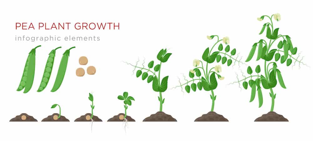 Pea plant growth stages from seed to crop