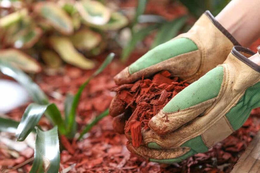 How to Get Rid of Earwigs from Your Home