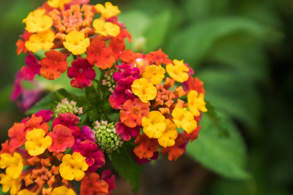 Colorful clusters of Lantana flowers.