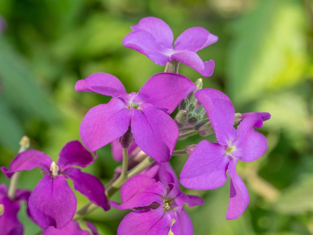 A cluster of lovely purple wallflowers.