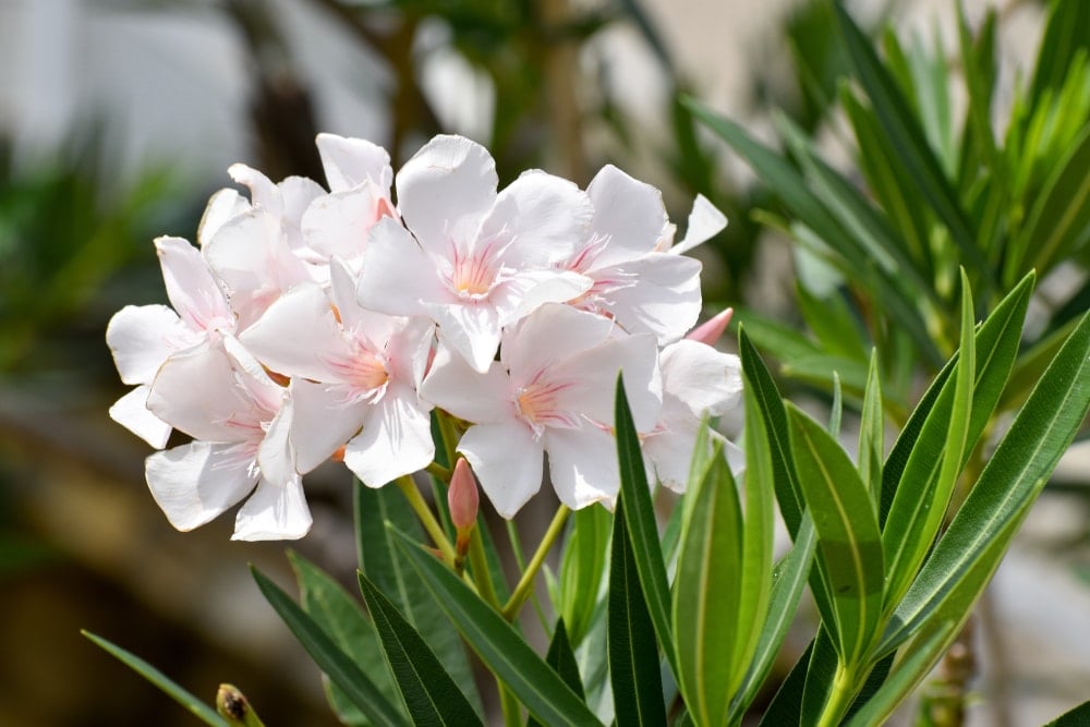 A cluster of pretty white oleander flowers.