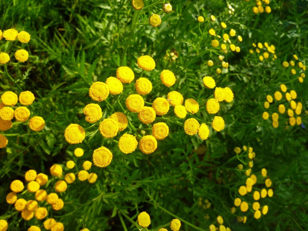 A garden of bright yellow tansy flowers.
