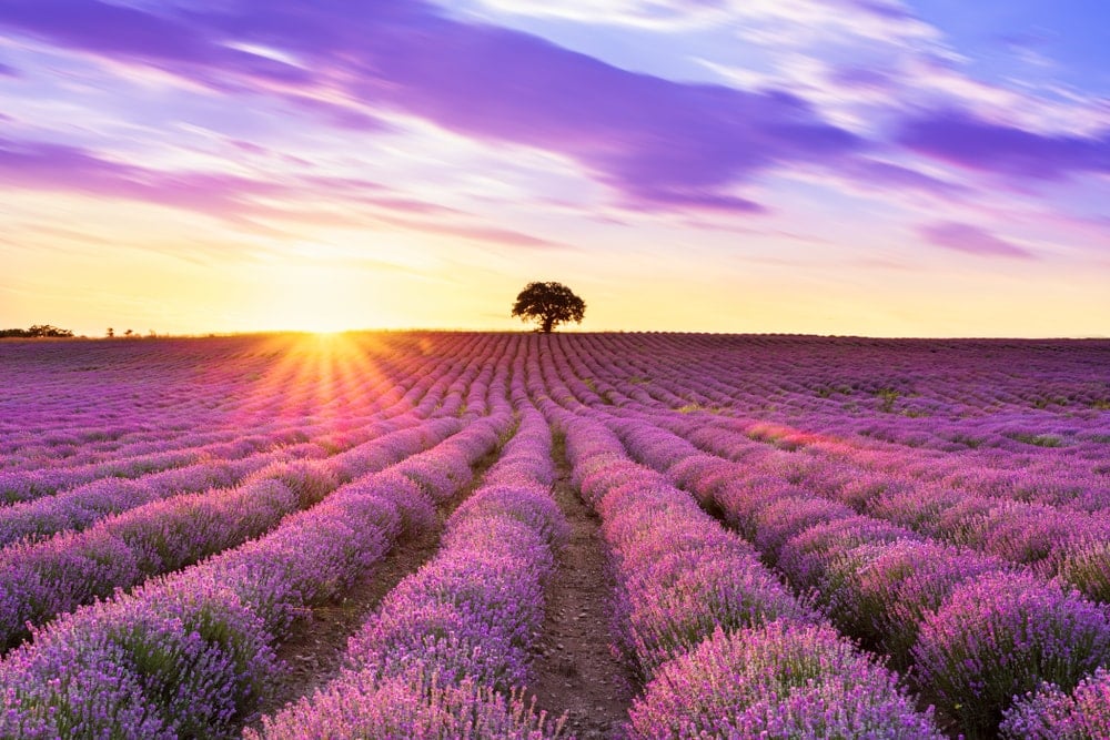 A large field of lavender flowers at sunset.