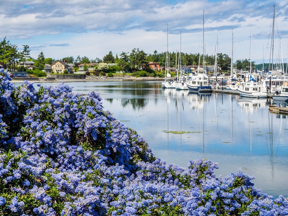 A garden of beautiful California Lilac flowers by the dock.