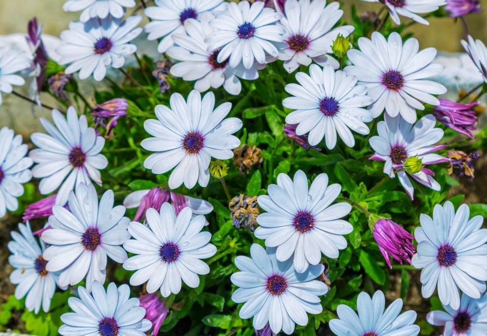 A cluster of beautiful African Daisy flowers.