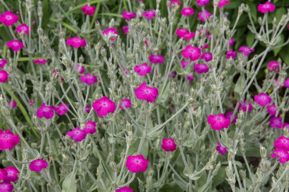 A garden of gorgeous Rose Campion flowers.