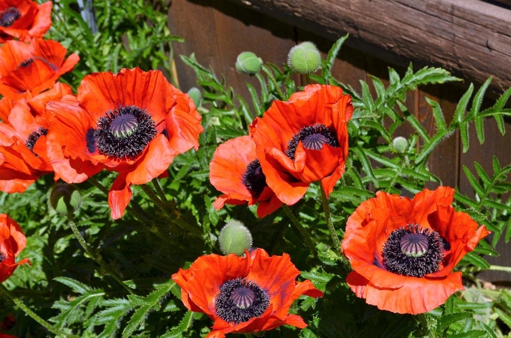 A close look at lovely Oriental Poppy flowers.