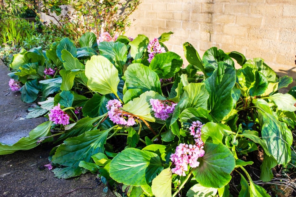 Clusters of Elephant's Ears flowers on the side of the wall.