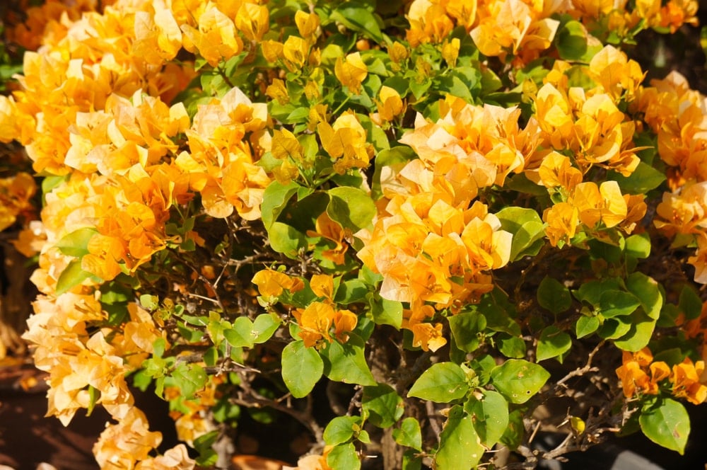 Beautiful clusters of bougainvillea flowers.