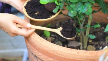 Coffee grounds being applied onto a potted plant.