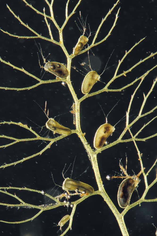 A closer look at the leaf of a bladderwort.
