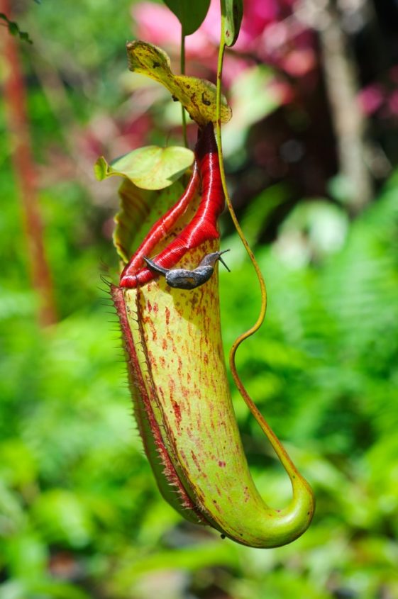 What Is A Pitfall Trap 