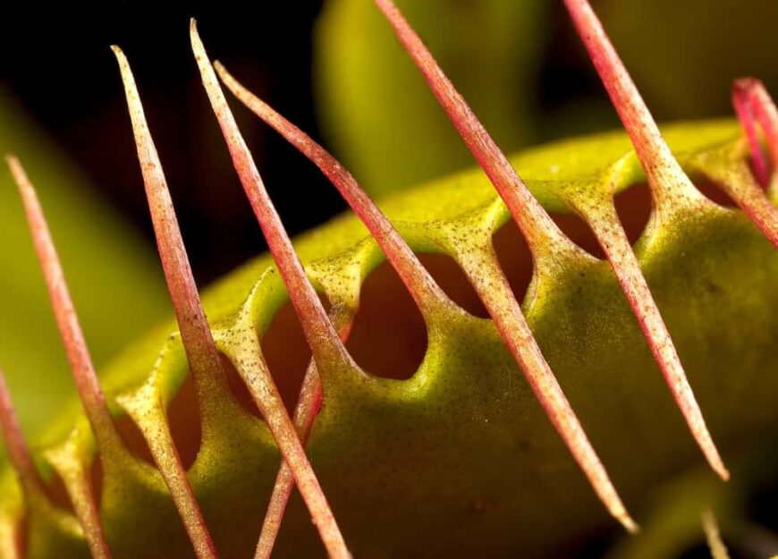 Carnivorous Plants What Is A Snap Trap 