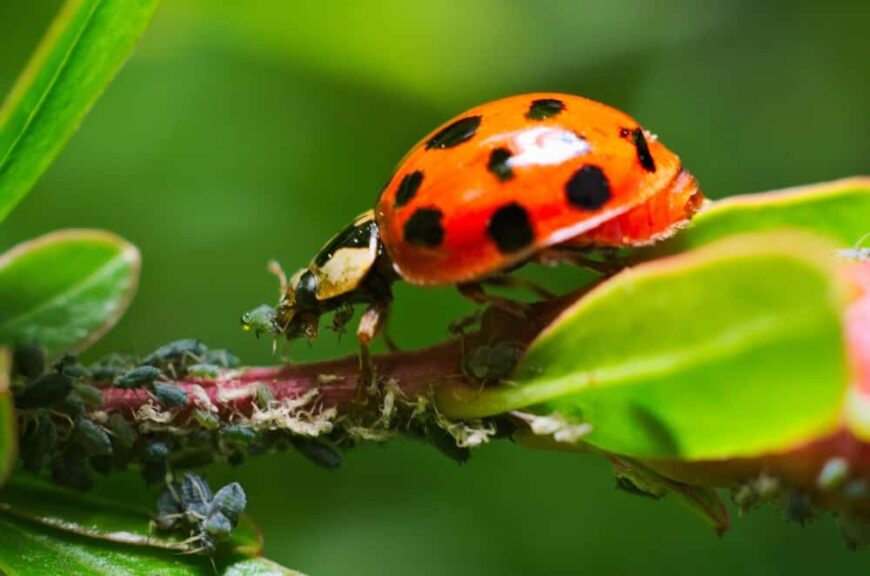 Why Ladybugs are Good for Your Garden? How to Attract Them