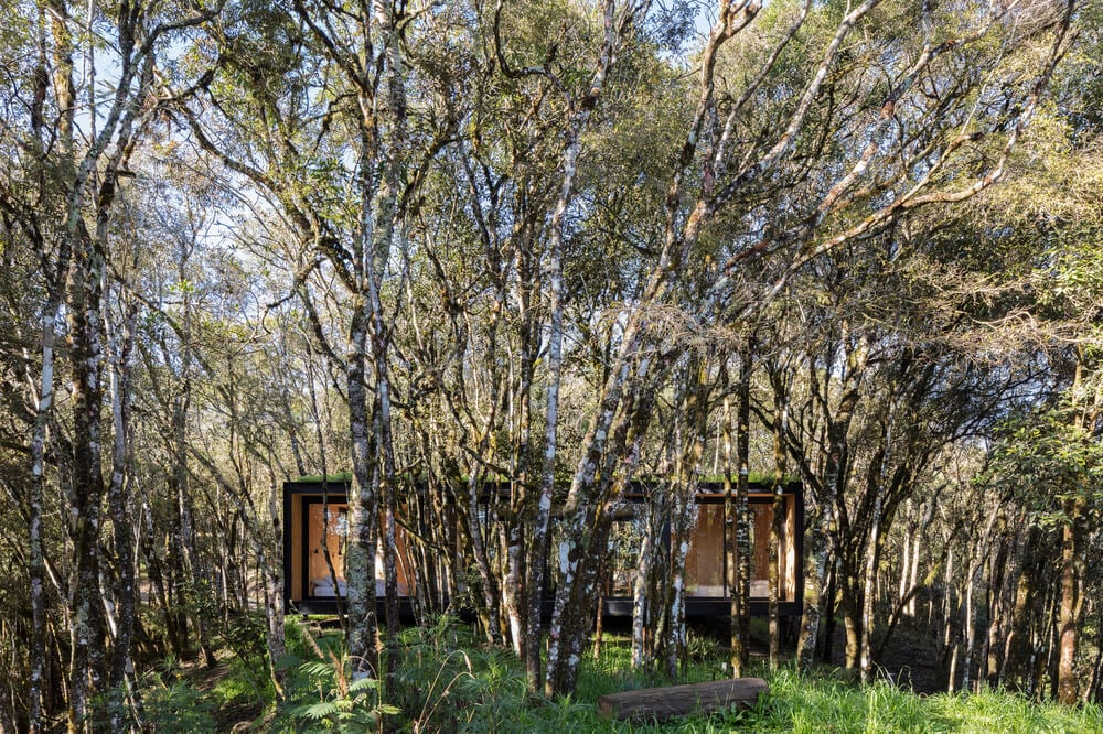 These tall forest of trees almost hide the house within the clusters of trees.