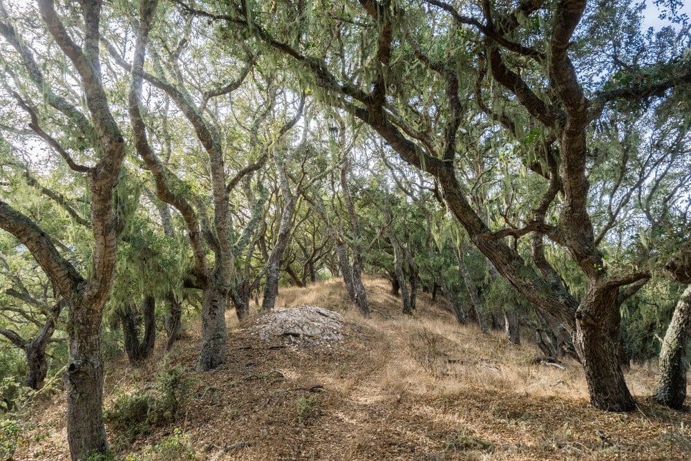 What Is A Chestnut Oak Tree Home Stratosphere
