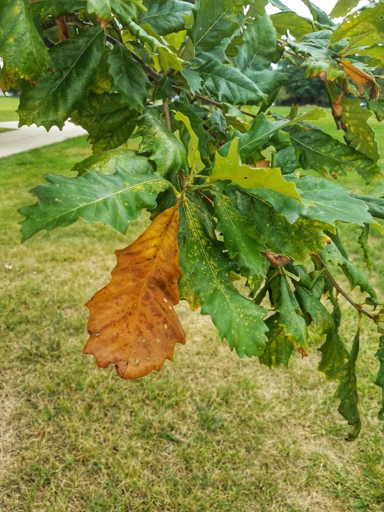 What Is A Chestnut Oak Tree Home Stratosphere