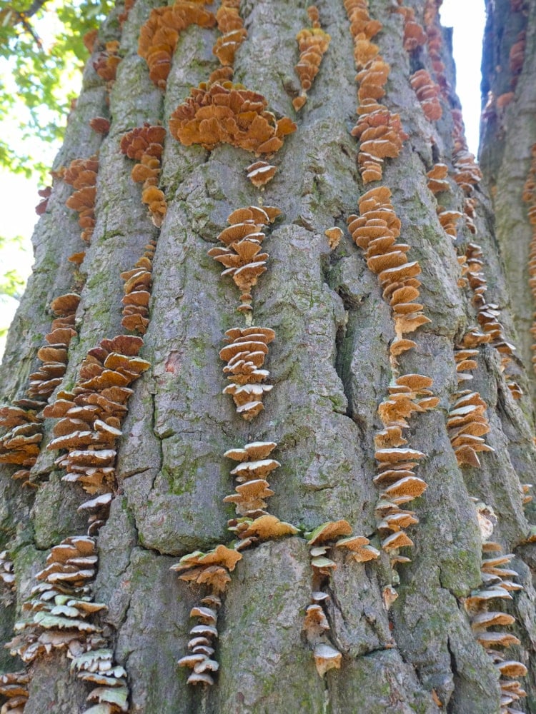 What Is A Chestnut Oak Tree Home Stratosphere