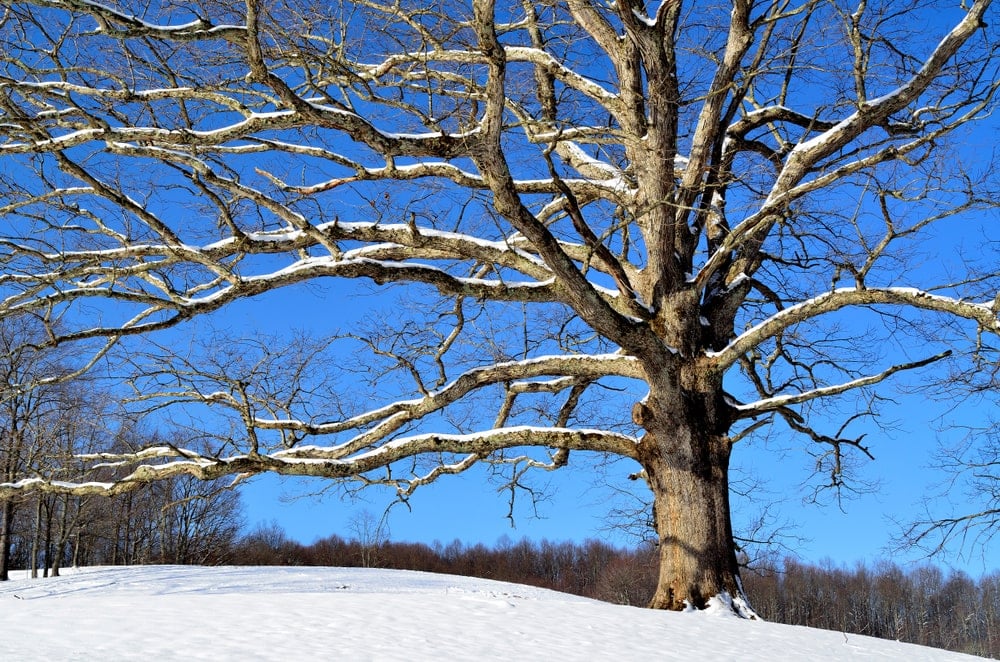 What Is A Chestnut Oak Tree Home Stratosphere