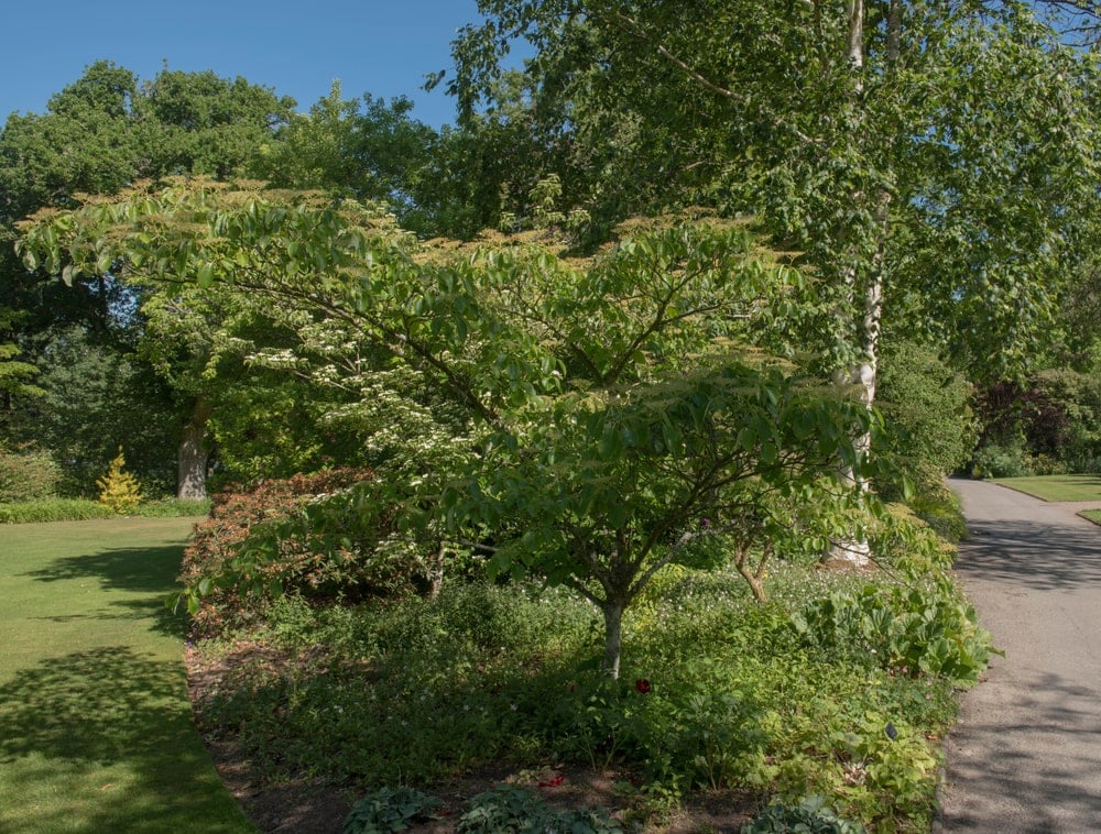 Do Dogwood Trees Have Deep Roots