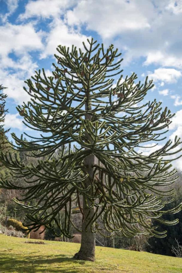 What Is A Monkey Puzzle Tree 