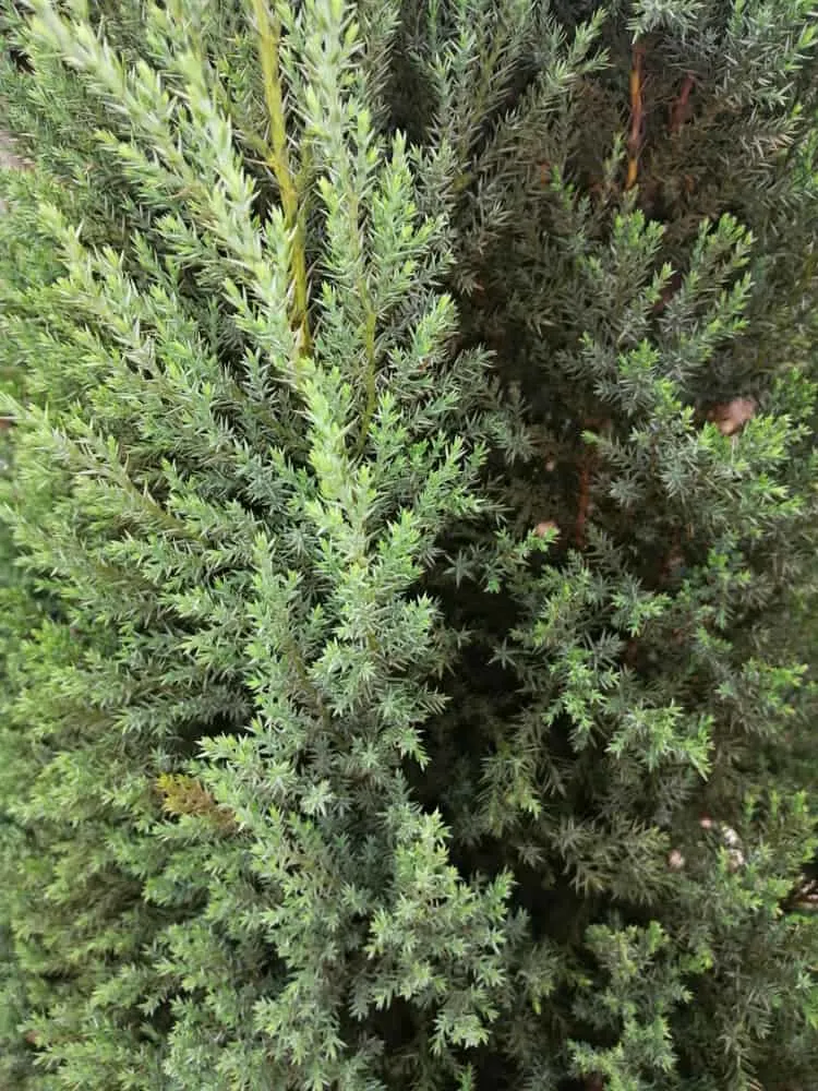 are cedar trees protected in florida