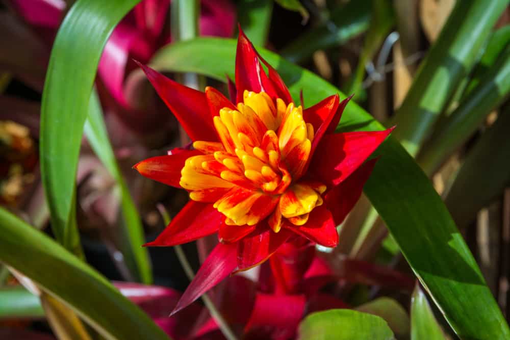 This is a close look at a colorful Billbergia bromeliad flower.