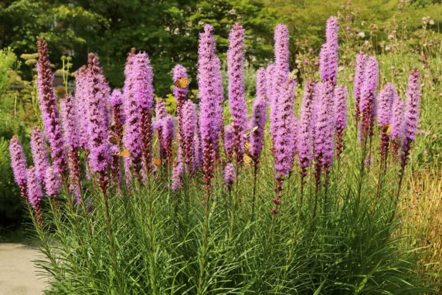 9 Different Types Of Blazing Star Flowers