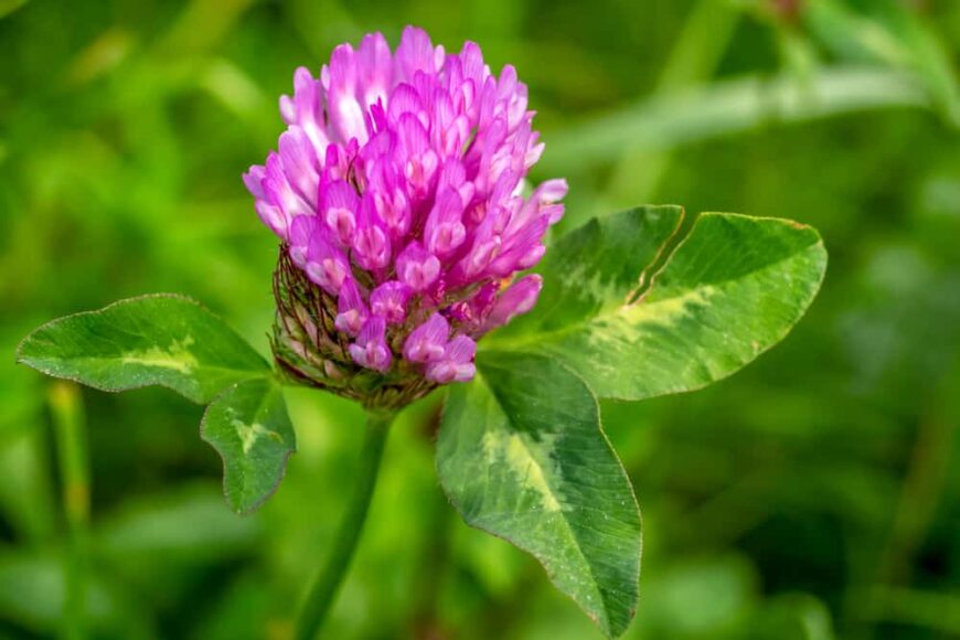 What Is A Clover Plant 