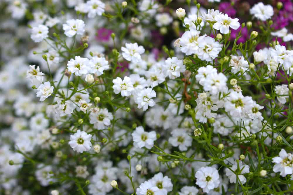 Clusters of baby breath flowers growing in a garden.