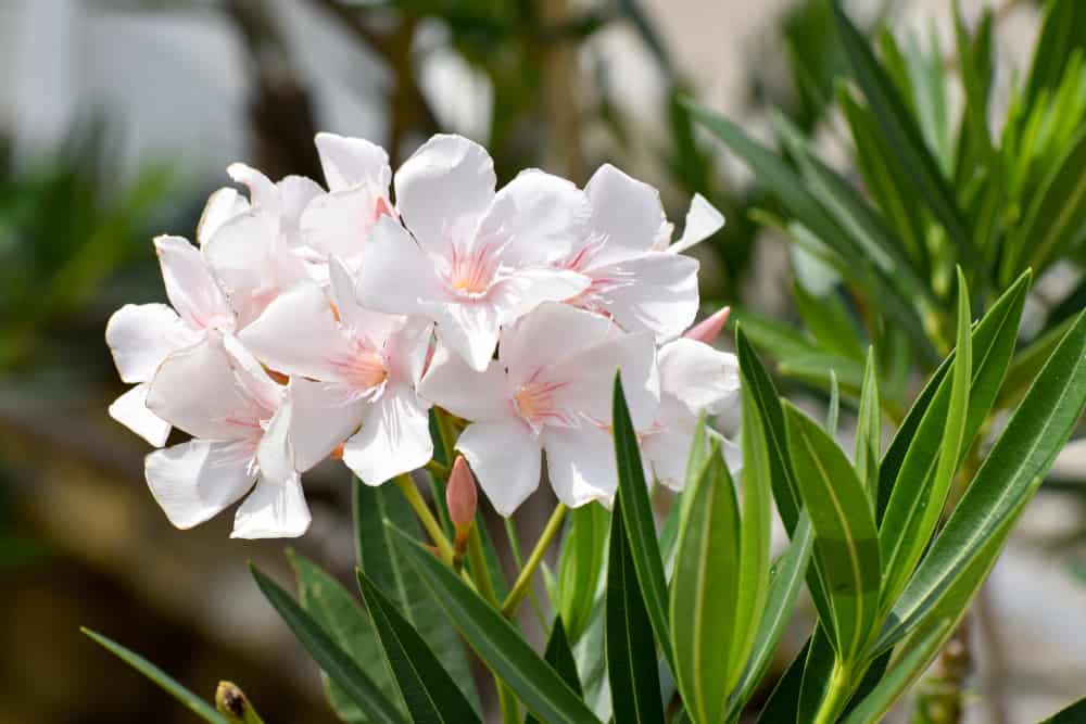 Oleander plant with large, pink flowers and long, green foliage.