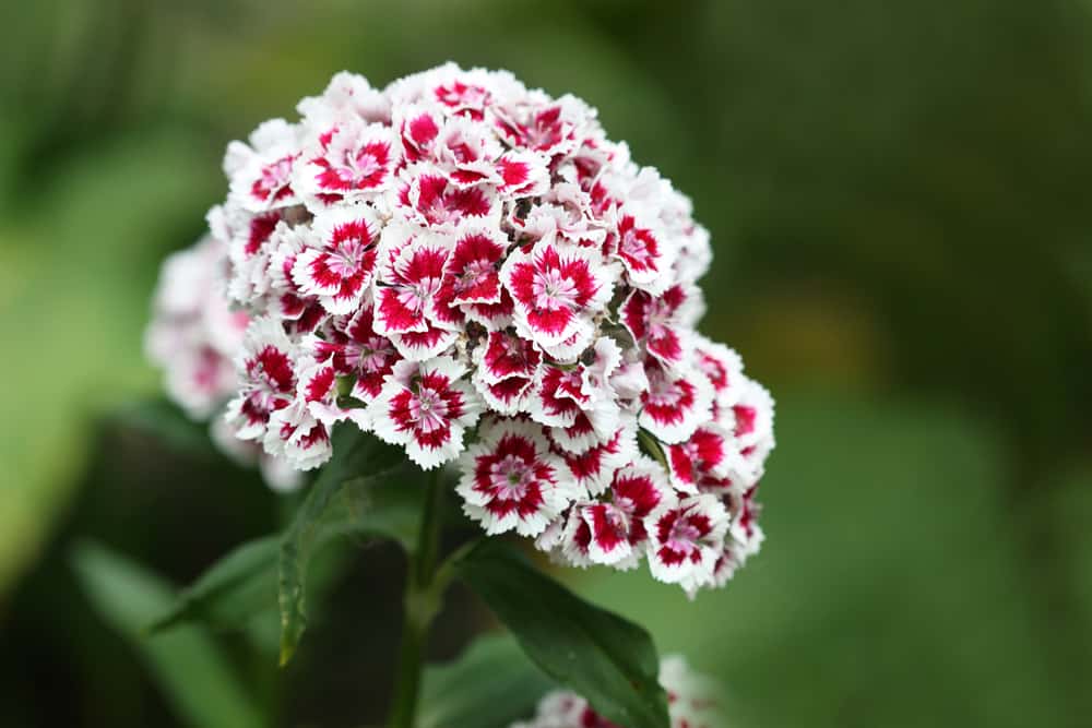 A cluster of sweet William blooms with serrated petals in white and red hues.
