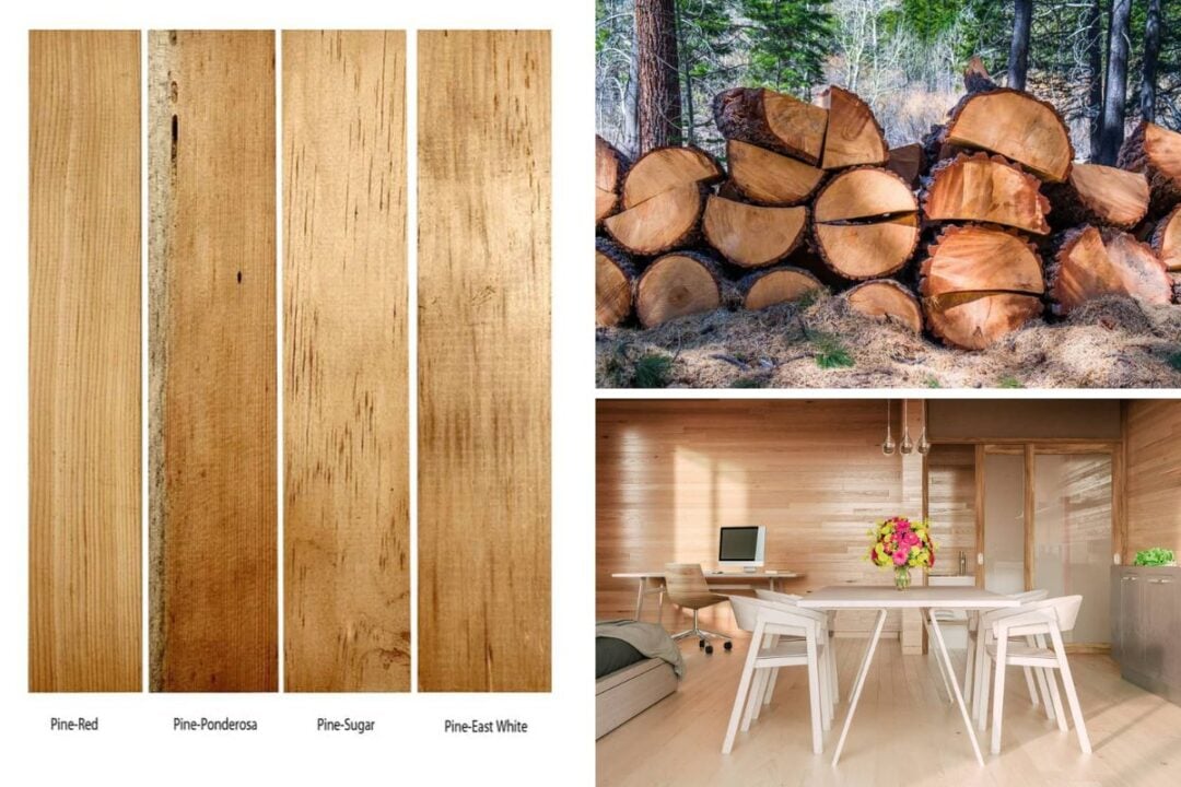 17 Different Types of Pine Wood