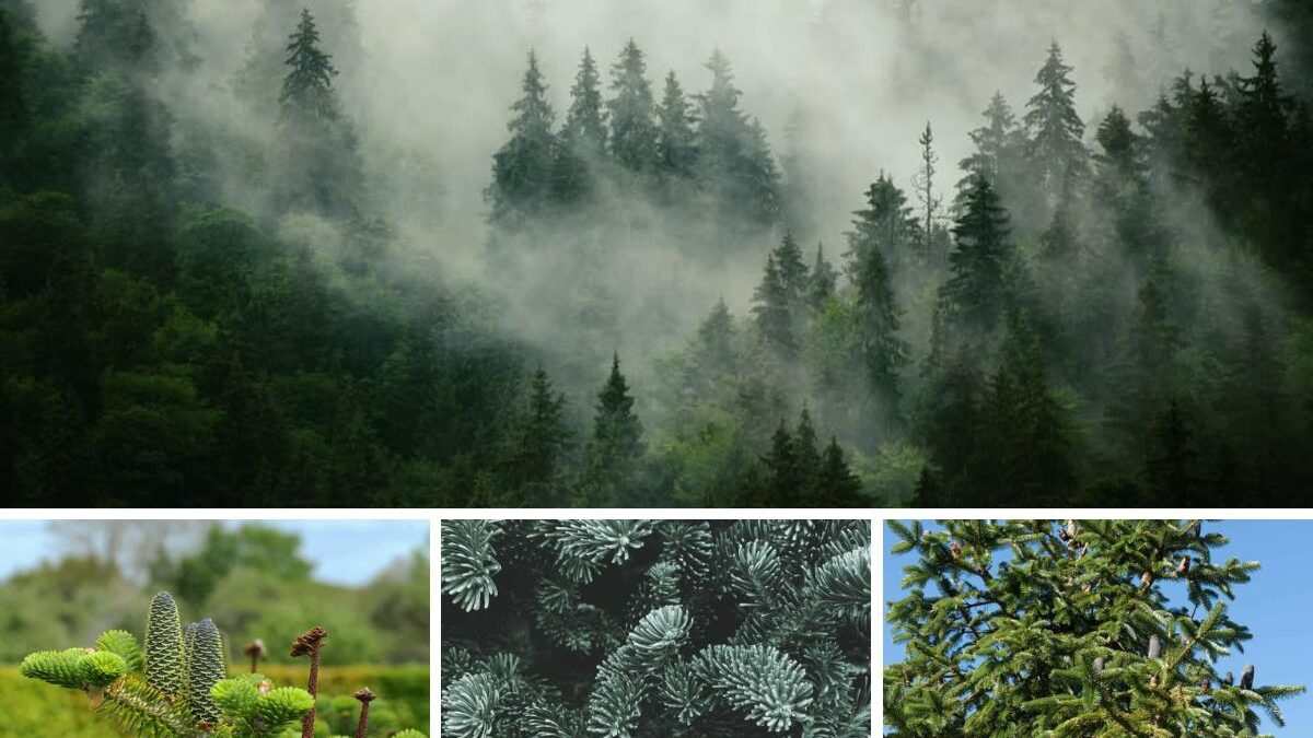 Types Of Conifer Trees