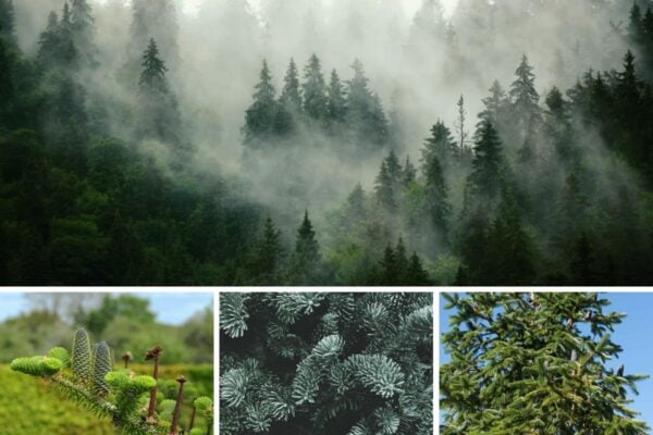 11 Main Types of Oak Wood for Flooring and Furniture