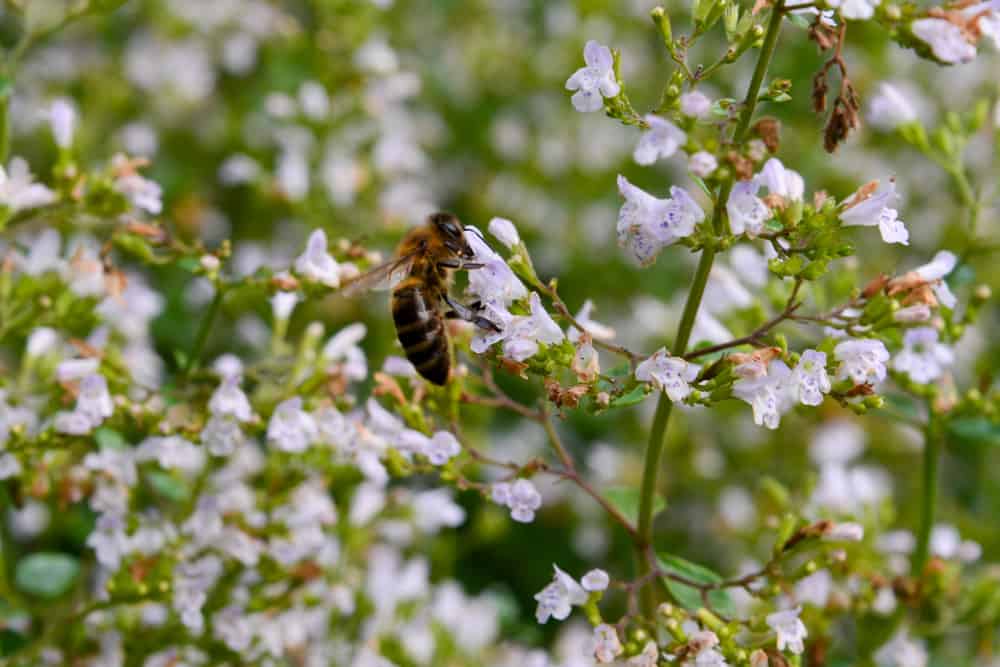 Close-up of calamint plant and a bee seeping its pollen.