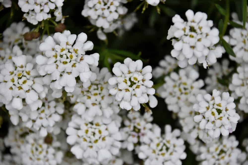 Candytuft with snow-white blooms accentuated with yellow dots.