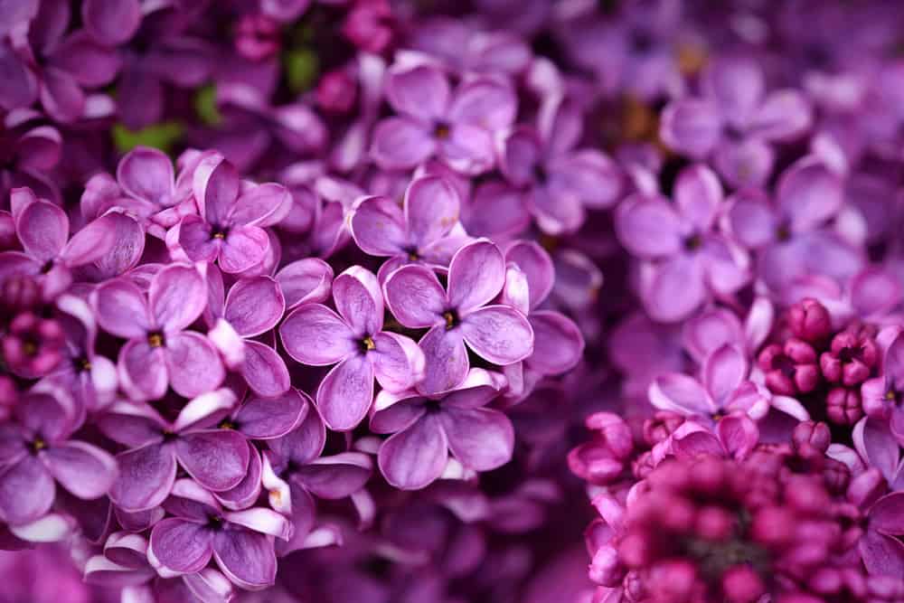 Close-up of common lilac with masses of purple blooms.