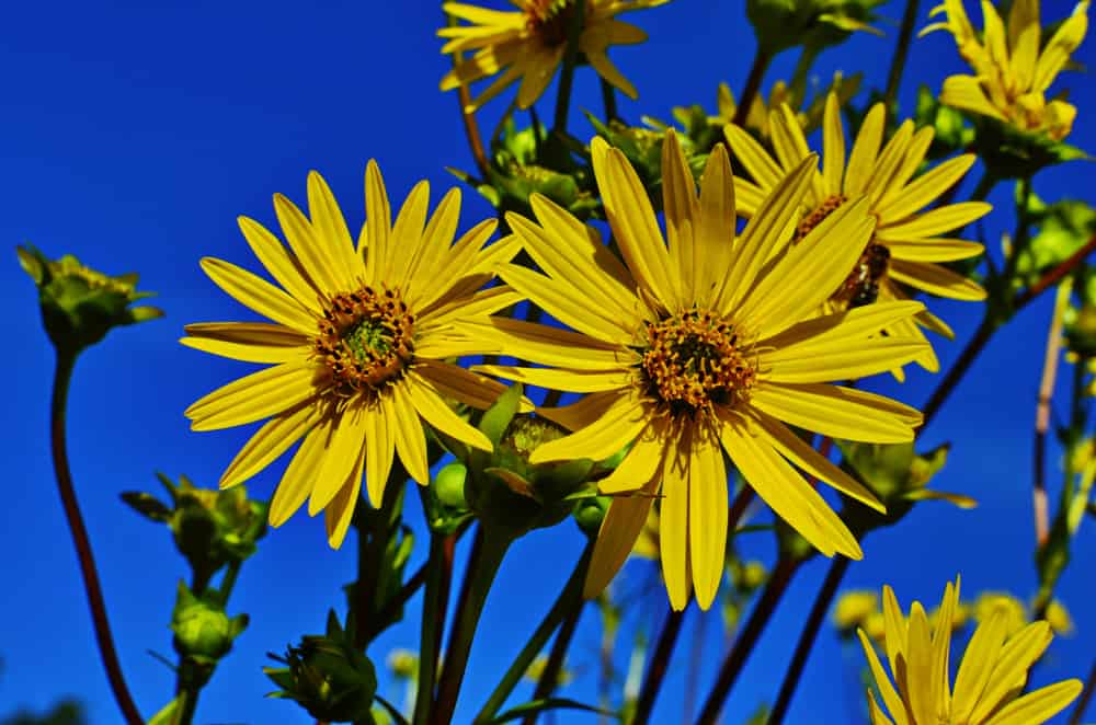 Close-up of cup plants with large, bright yellow flowers and matching disk florets.
