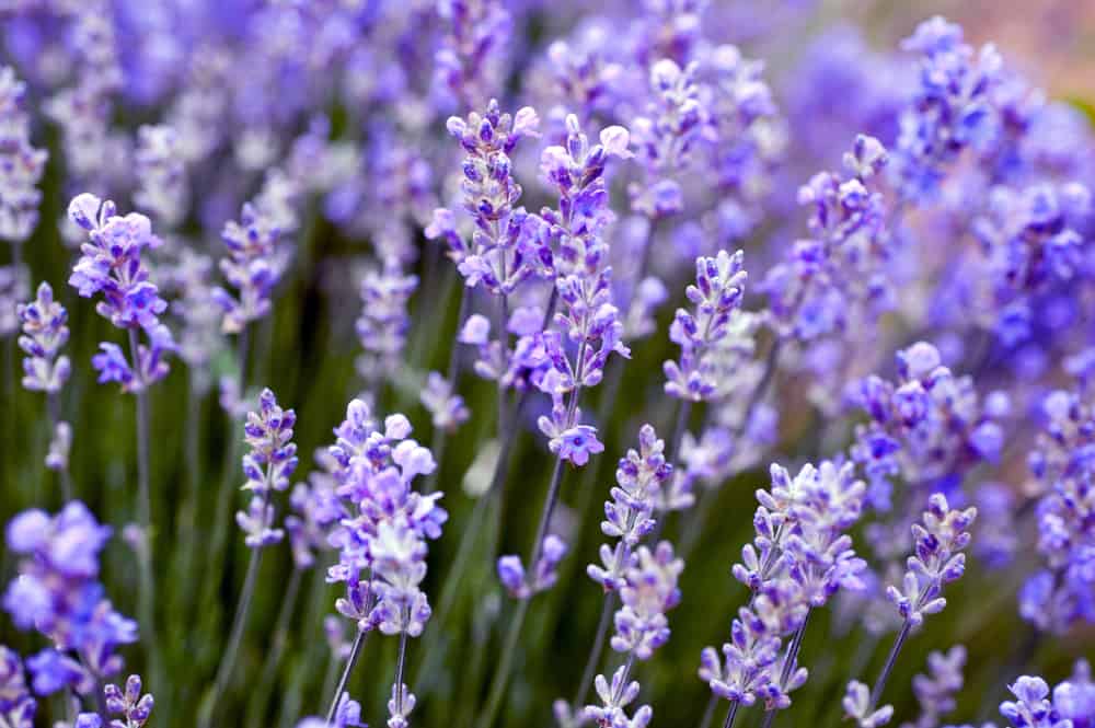Clusters of dainty purple flowers gracing the tip of each upright stem.