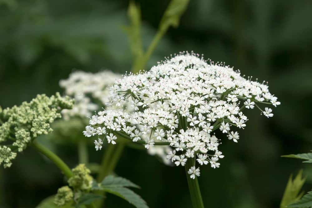 Close-up of goutweed plant with masses of tiny, white blooms clustered atop its thick stem.