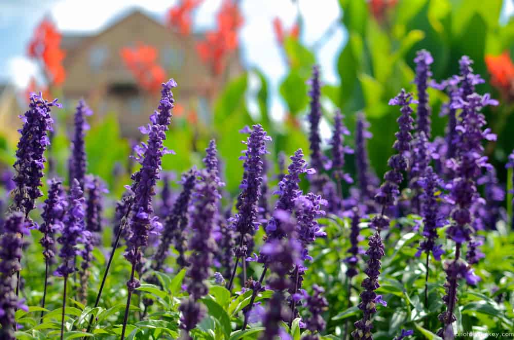May night salvia with tubular clusters of deep purple blooms and green foliage.