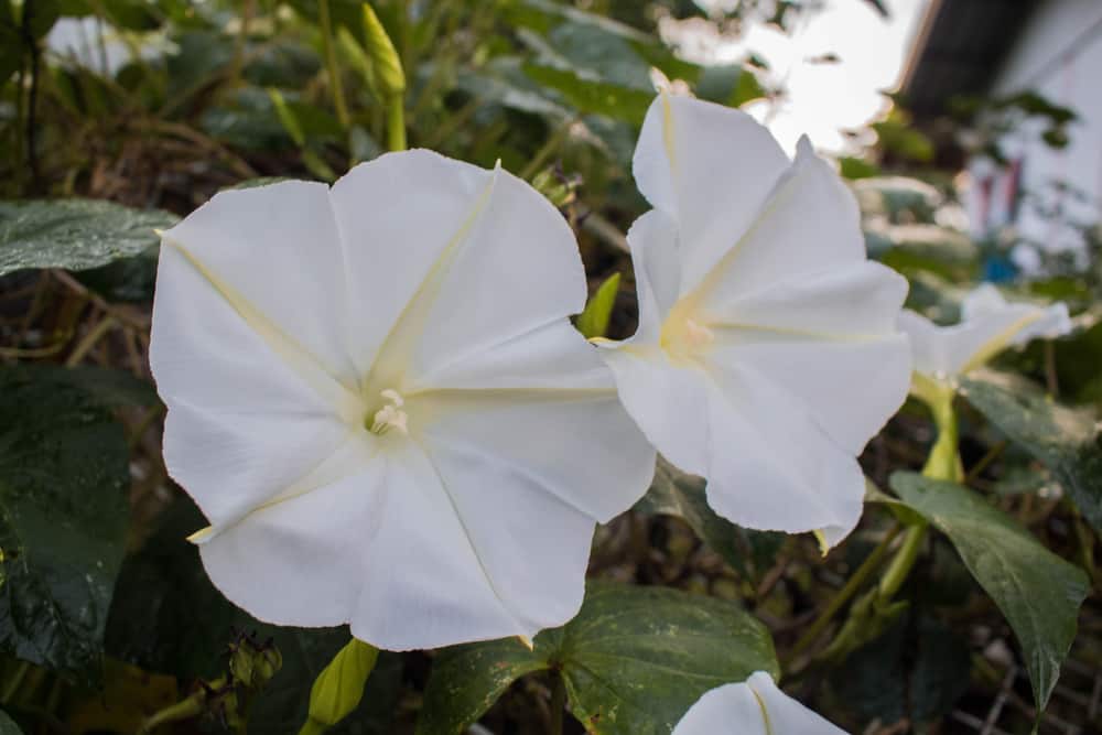 Close-up of moonflower white blooms growing in a garden.