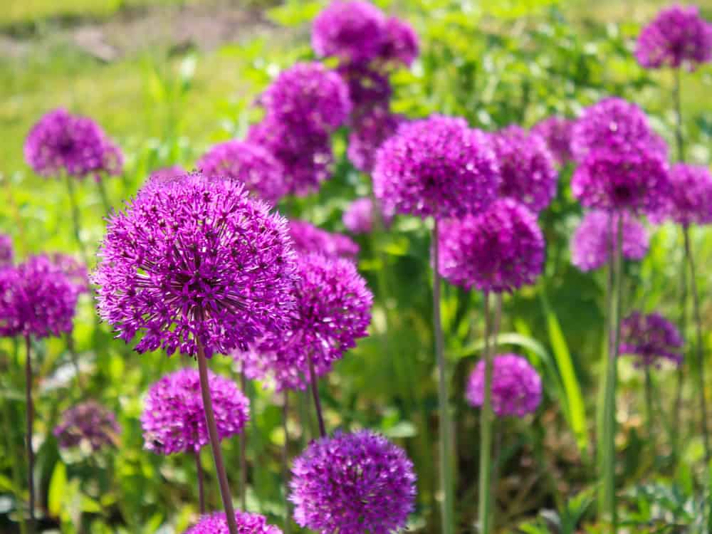 Ornamental onion with purple rounded blossoms sitting atop its sturdy stems.