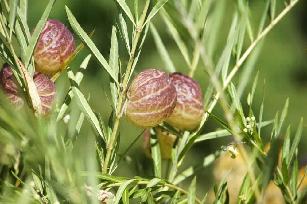 Pine-needle Milkweed with erect stems and textured foliage resembling pine needles.