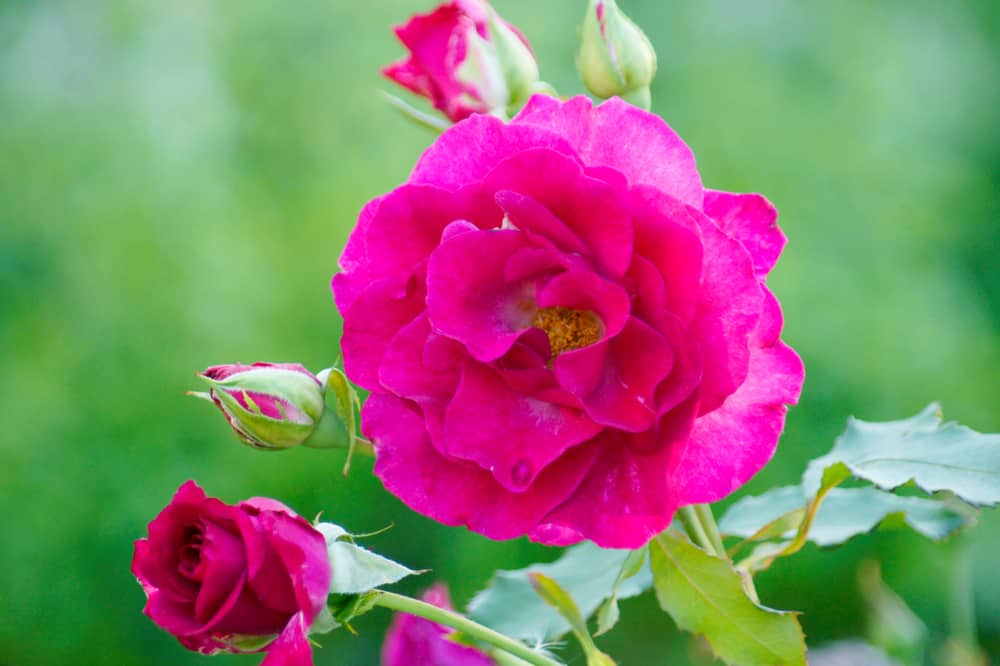 Close-up of rugosa rose with vivid pink, ruffled blooms and serrated green foliage.