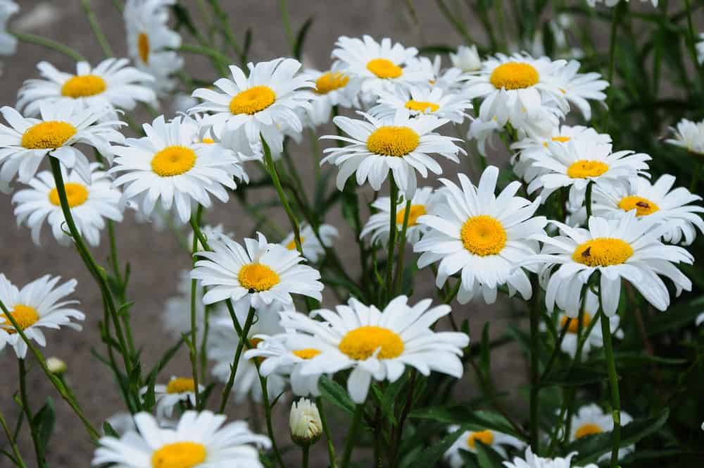 Shasta Daisy with pristine white flowers accentuated with large, yellow discs.